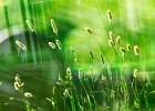 7 Grass Seed Heads.jpg